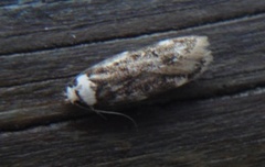 Endrosis sarcitrella (Klistermøll)