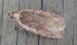 Agonopterix heracliana (Common Flat-body)
