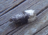 Apotomis betuletana (Birch Marble)