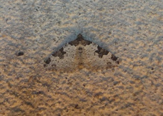 Xanthorhoe fluctuata (Garden Carpet)