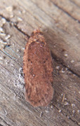 Agonopterix heracliana (Common Flat-body)