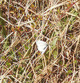 Pieris rapae (Small White)