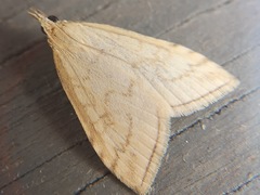 Pale Straw Pearl (lutealis)