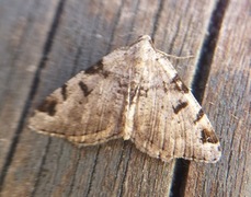 Macaria wauaria (The V-Moth)