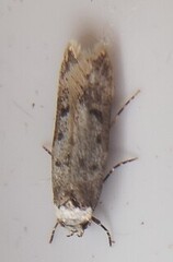Endrosis sarcitrella (White-shouldered House Moth)