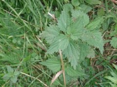 Common Nettle (Urtica dioica)