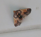 Pyralis farinalis (Meal Moth)