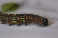 Phalera bucephala (Oksehodespinner)