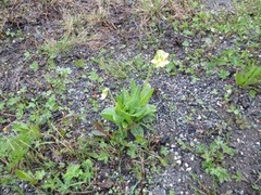 Hagenøkleblom (Primula elatior)