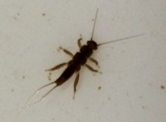 Plecoptera (Steinfluer)