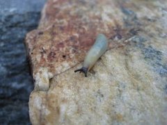 European black slug (Arion ater)