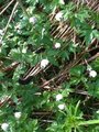 Wood Anemone (Anemone nemorosa)