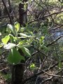 Eared Willow (Salix aurita)