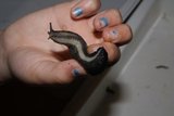 Ash-black Slug (Limax cinereoniger)