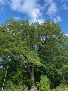 Common Oak (Quercus robur)