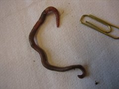 Red Wiggler Worm (Eisenia andrei/fetida)