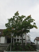 Oak (Quercus)