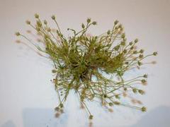 Alpine Pearlwort (Sagina saginoides)