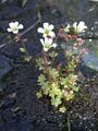 Drooping Saxifrage (Saxifraga cernua)