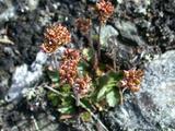 Alpine Saxifrage (Saxifraga nivalis)