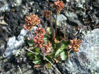 Alpine Saxifrage (Saxifraga nivalis)