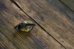 Brown-lipped Snail (Cepaea nemoralis)