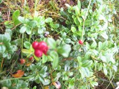 Cowberry (Vaccinium vitis-idaea)