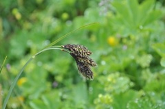Black Alpine-Sedge (Carex atrata)