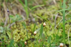 Three-flowered Rush (Juncus triglumis)