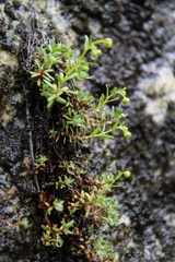 Yellow Saxifrage (Saxifraga aizoides)