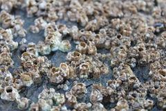 barnacle (Semibalanus balanoides)