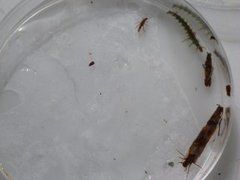 Trichoptera Samlegruppe (Vårfluelarver u/ hus)