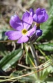 Fjellnøkleblom (Primula scandinavica)