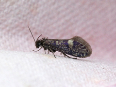 Eriocraniidae (Purpurmøll)