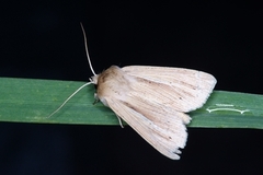 Mythimna pallens (Common Wainscot)