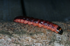 Cossus cossus (Løvtredreper)