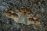 Erannis defoliaria (Mottled Umber)
