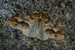 Erannis defoliaria (Stor frostmåler)