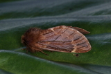 Ptilophora plumigera (Plumed Prominent)