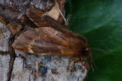 Ptilophora plumigera (Fjærtannspinner)