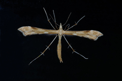 Stenoptilia pterodactyla (Tveskjeggveronikafjærmøll)