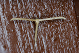 Emmelina monodactyla (Vindelfjærmøll)