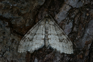 Trichopteryx carpinata (Early Tooth-striped)