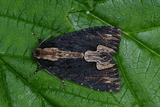 Dypterygia scabriuscula (Syrefly)