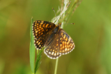 Melitaea athalia (Heath Fritillary)