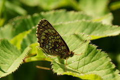 Melitaea athalia (Heath Fritillary)