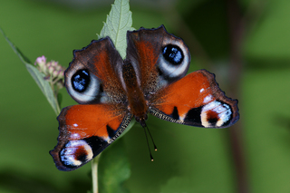 Aglais io (Peacock Butterfly)