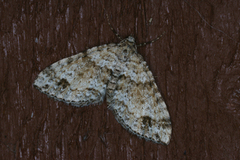 Mesotype didymata (Twin-spot Carpet)