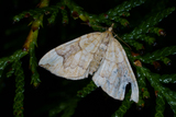 Eulithis populata (Blåbærmåler)