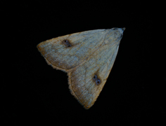 Rivula sericealis (Gult nebbfly)